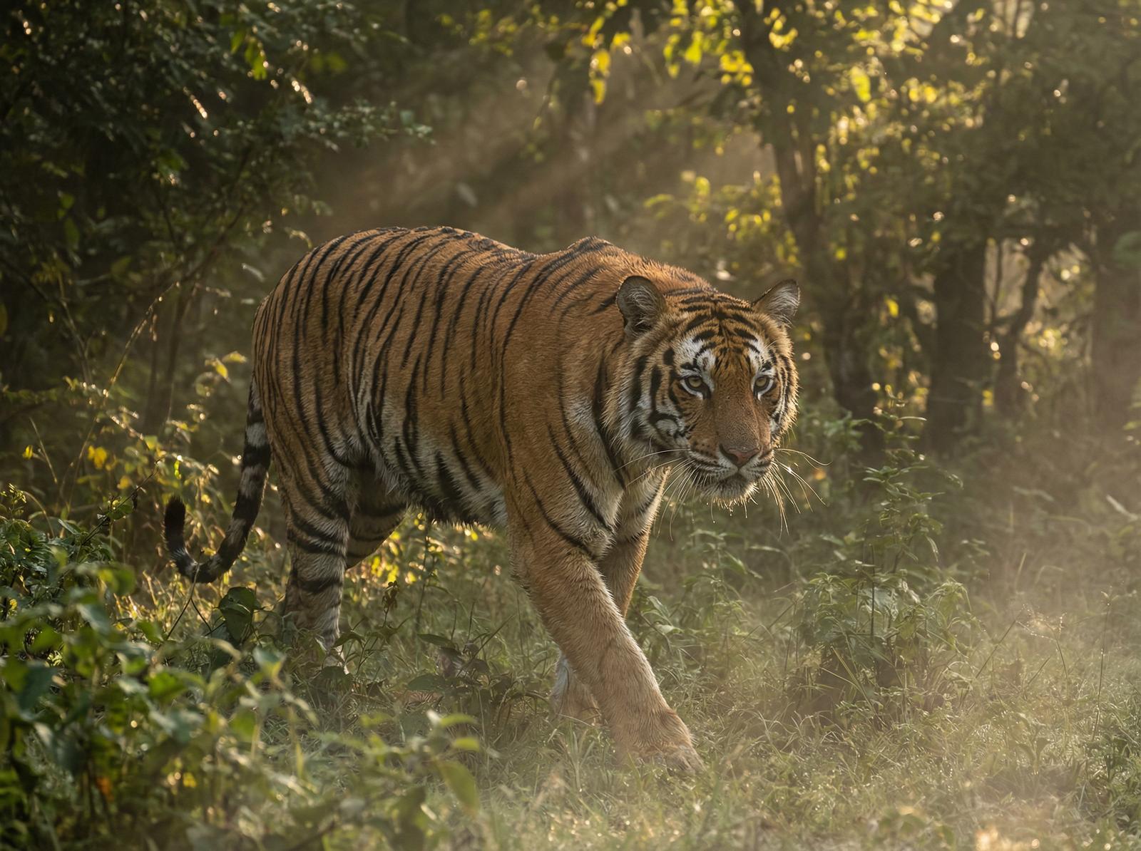 海角老虎丛林视频